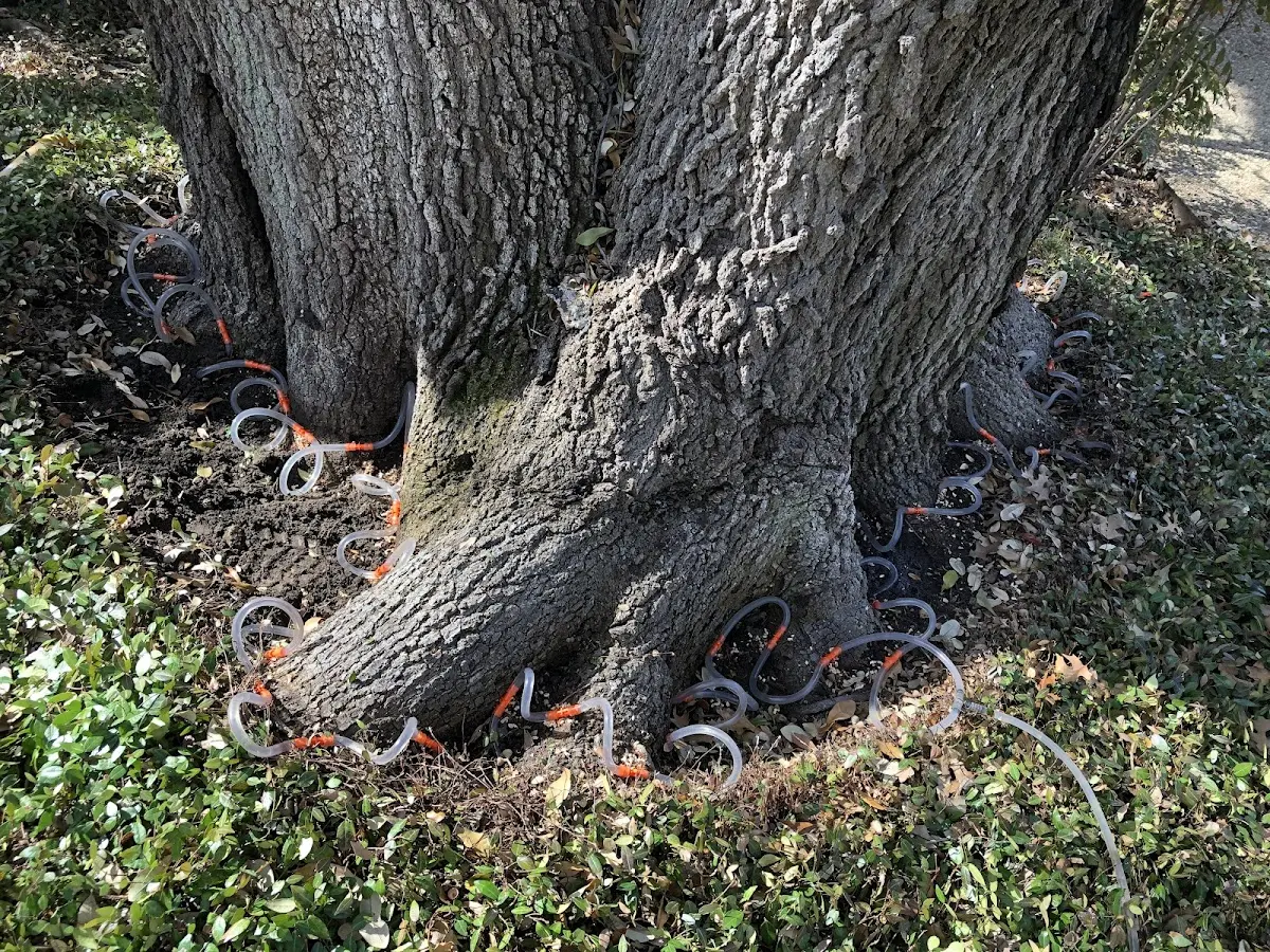 Detailed Tree Cabling and Bracing job site in Hockley