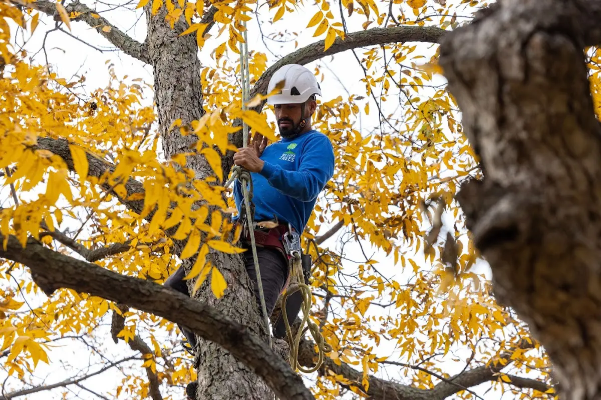 Skilled Tree Trimming crew working in Hockley